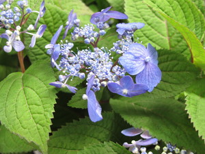 IMG_1356.JPG