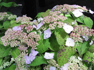 IMG_1361.JPG