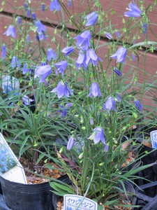 IMG_6893.JPG
