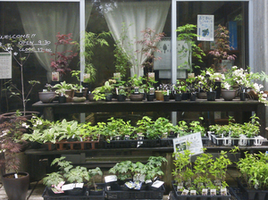 lepic-plants.jpg